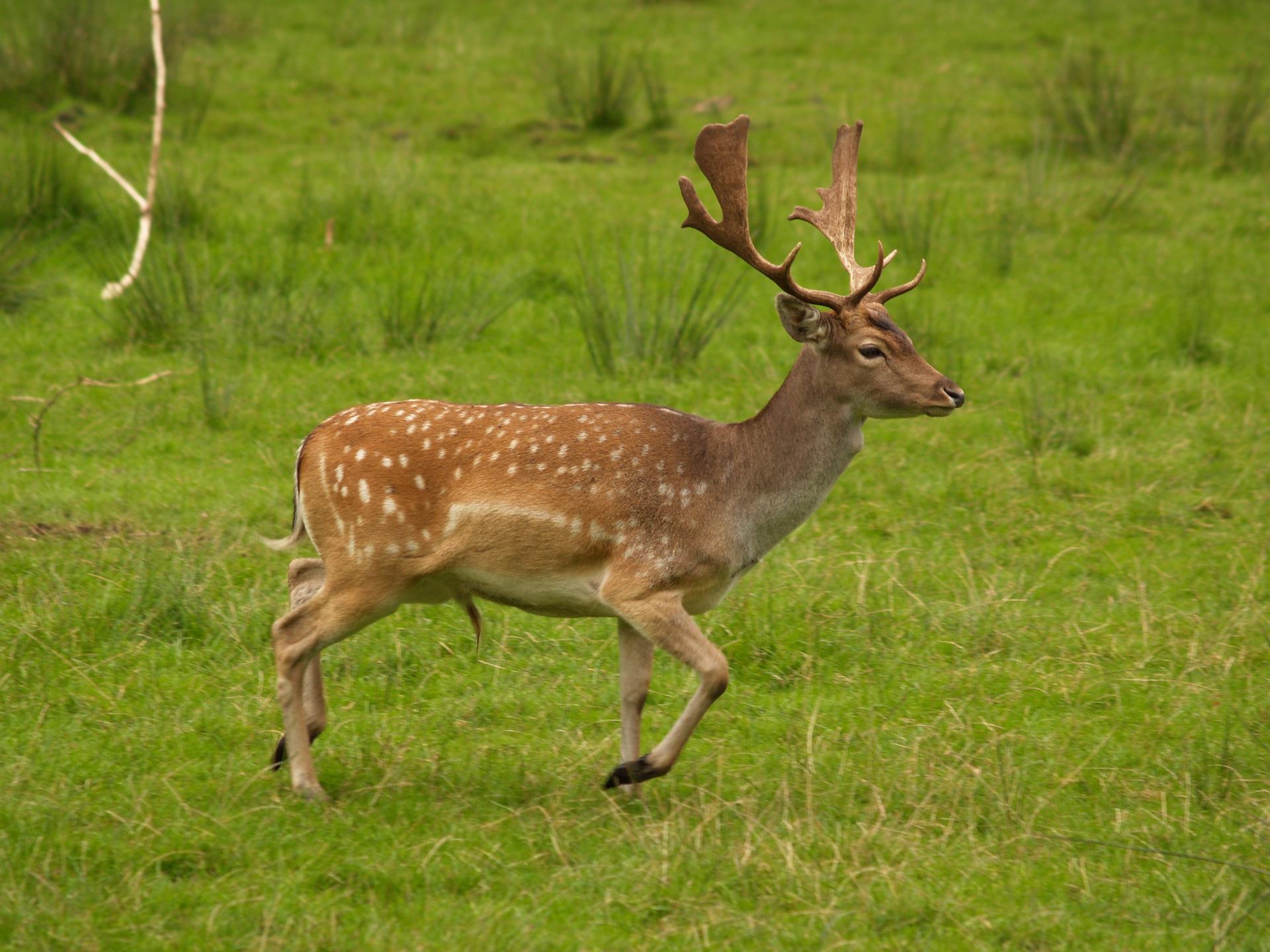 Bild von Wildpark Wiehl