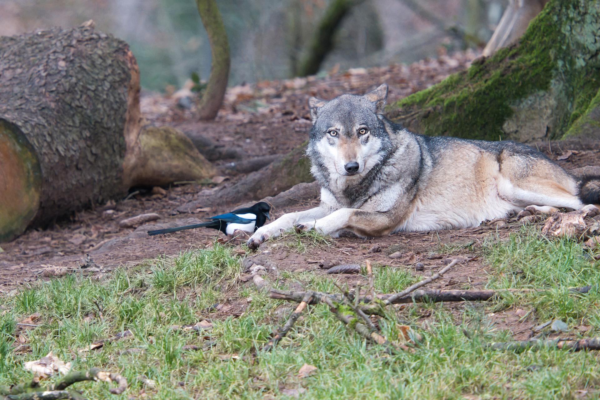 Bild von Wild- und Wanderpark Silz